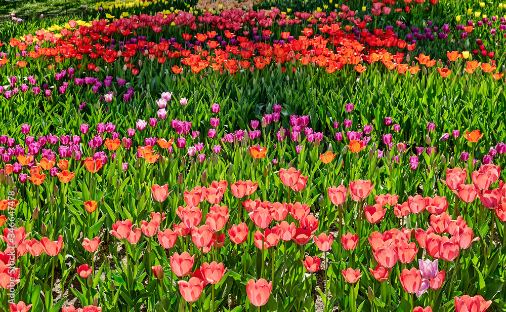 Tulip colorful flowers garden spring background, pattern or texture.