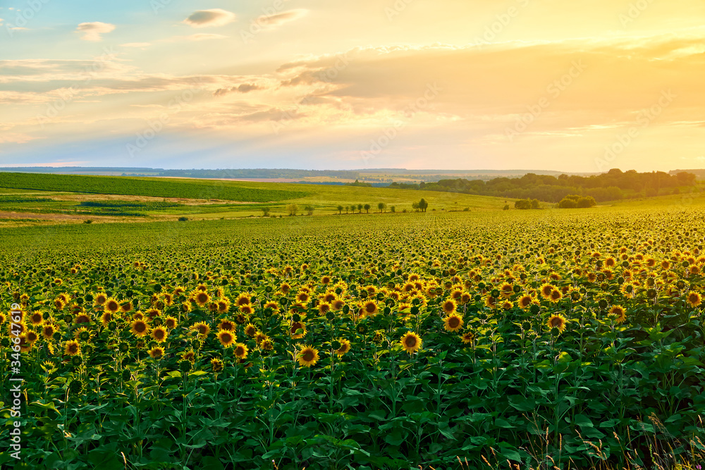 Agricultural field with yellow sunflowers against the sky with clouds. Gold sunset.