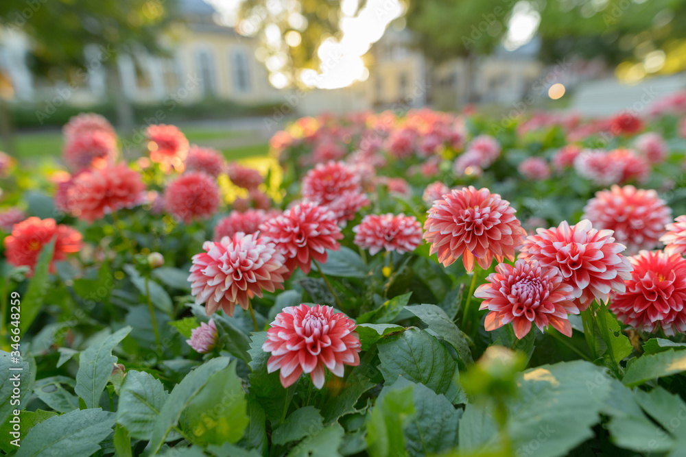 Beautiful red flowers with white tips in the garden outdoors Beautiful red flowers with white tips in the garden outdoors