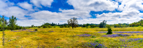 Fields of Flowers, Lone Oak Tree, Panorama 