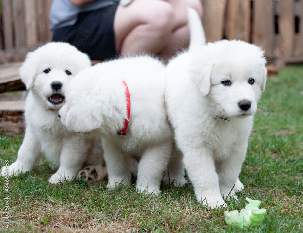 Three white Maremma puppies walk and play on the green grass Three white Maremma puppies walk and play on the green grass