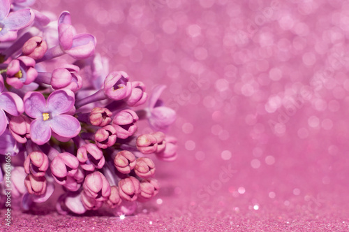 A sprig of lilac close up on a pink shiny background