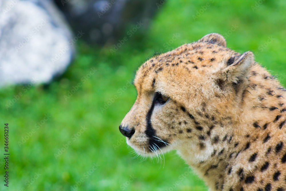 Cheetah looking in profile. Acinonyx jubatus Cheetah looking in profile. Acinonyx jubatus