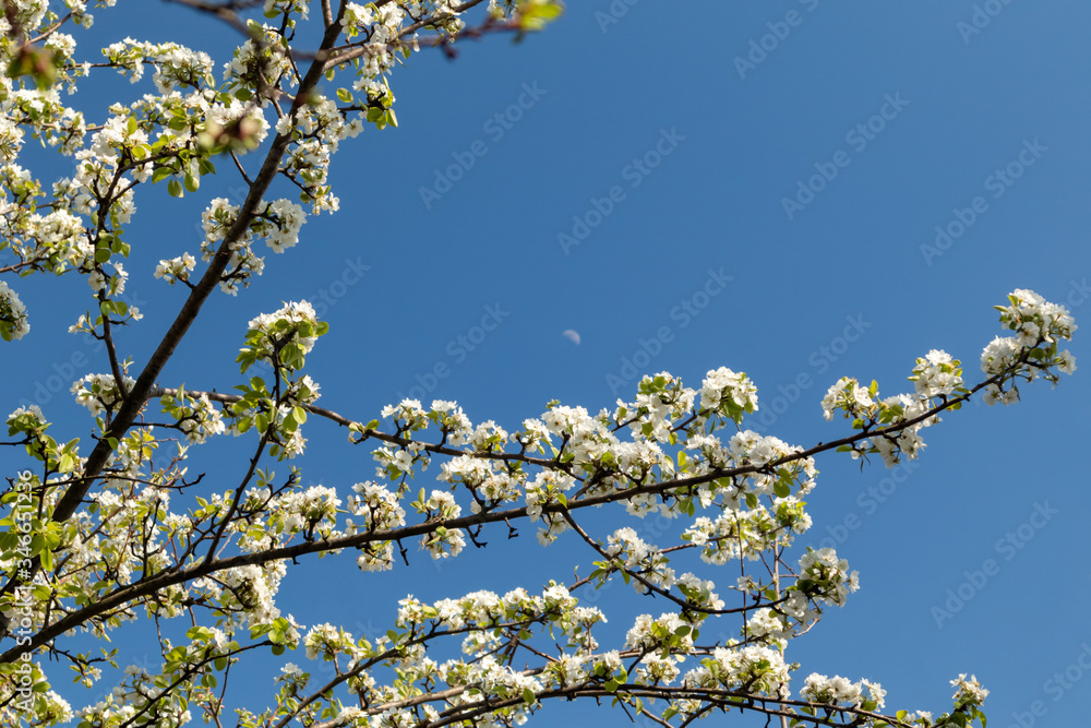 Pear tree spring delicate branches with white flowers blooming in garden with green leaves and blue sky background. Pear tree spring delicate branches with white flowers blooming in garden with green leaves and blue sky background.