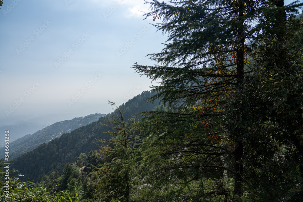 Obraz premium trees in the mountains