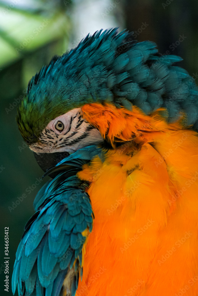 Obraz premium blue and yellow macaw
