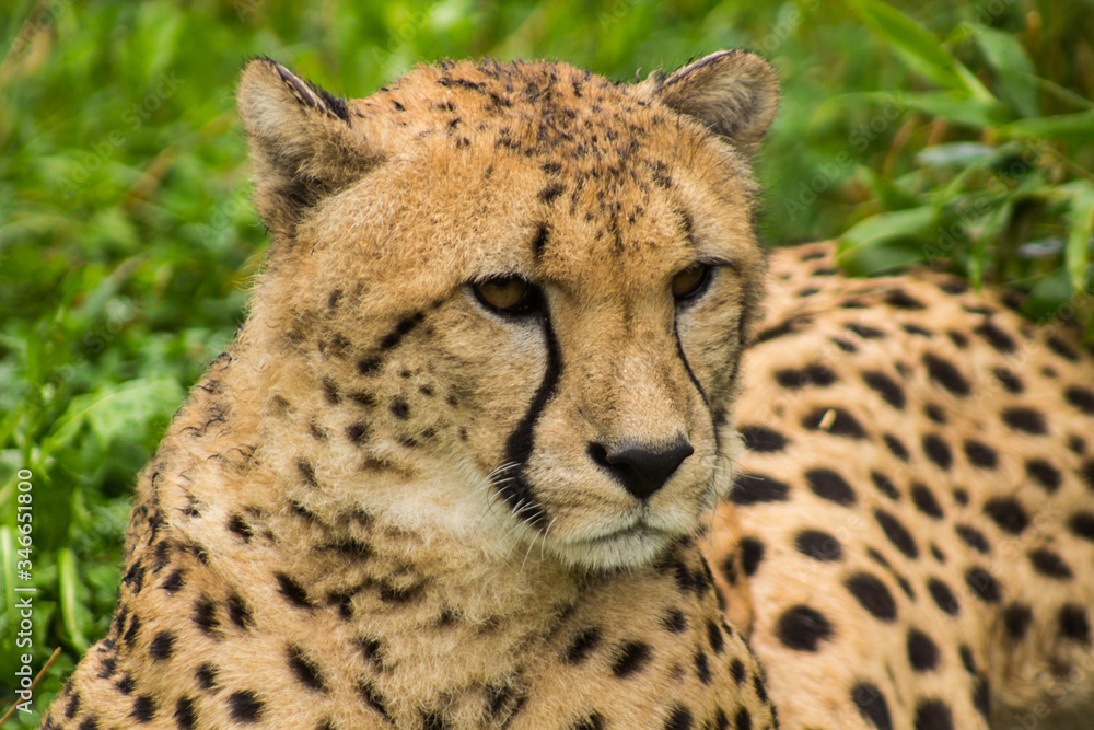 Portrait of a cheetah. Close up of a Cheetah.
cheetah looking to the right. Acinonyx jubatus.Acinonyx jubatus Portrait of a cheetah. Close up of a Cheetah.
cheetah looking to the right. Acinonyx jubatus.Acinonyx jubatus