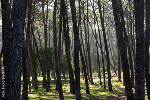 trees in the forest in the morning © AGORA Images