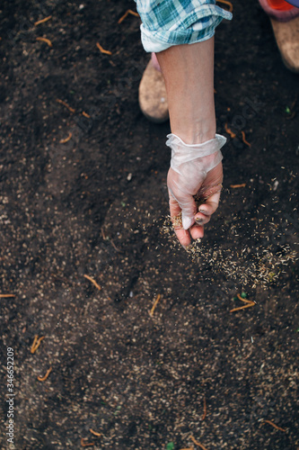 Sowing grass in the spring. Small seeds come flying out of the farmer's hand sowing grass on a sunny day