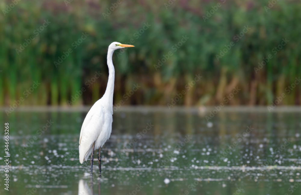 White heron in the pond. Photograph of a white heron in a natural environment. White heron in the pond. Photograph of a white heron in a natural environment.