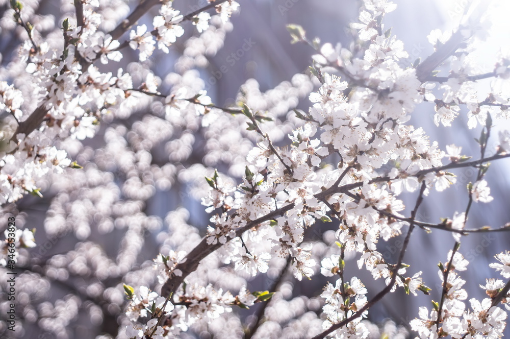 spring bloom of cherry or apple tree with white flowers at blue blurred background with lens flare