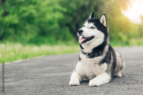 Portrait of adorable Siberian Husky dog lying on path in the park at sunset with copy space. Black and white Siberian husky with blue eyes