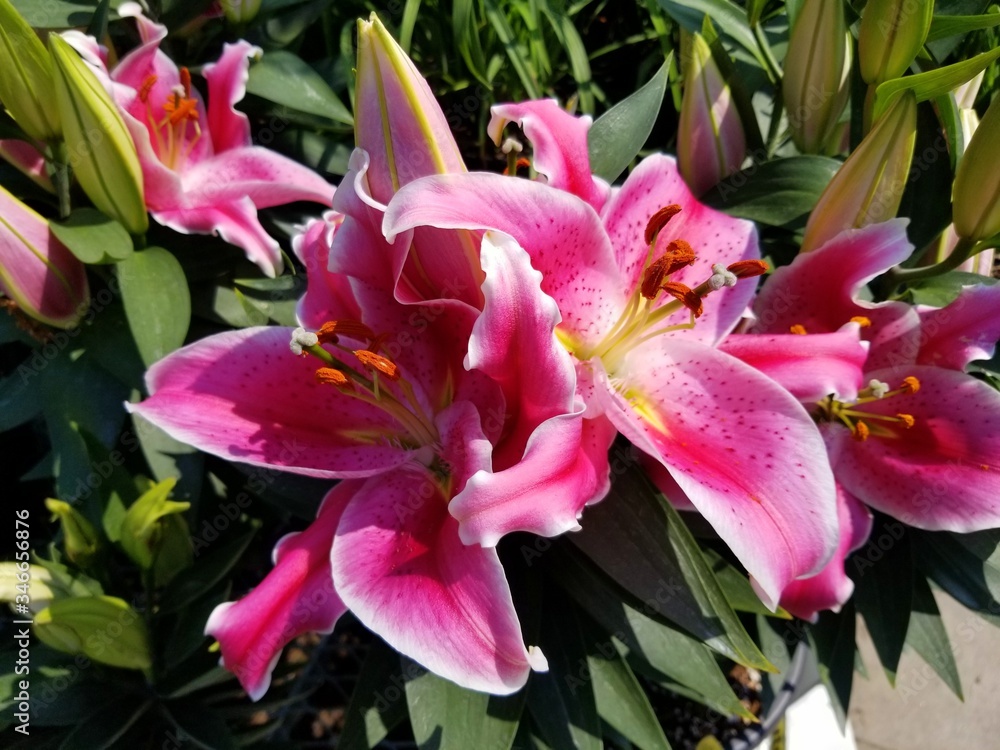 Bright pink oriental lily flowers at full bloom Bright pink oriental lily flowers at full bloom