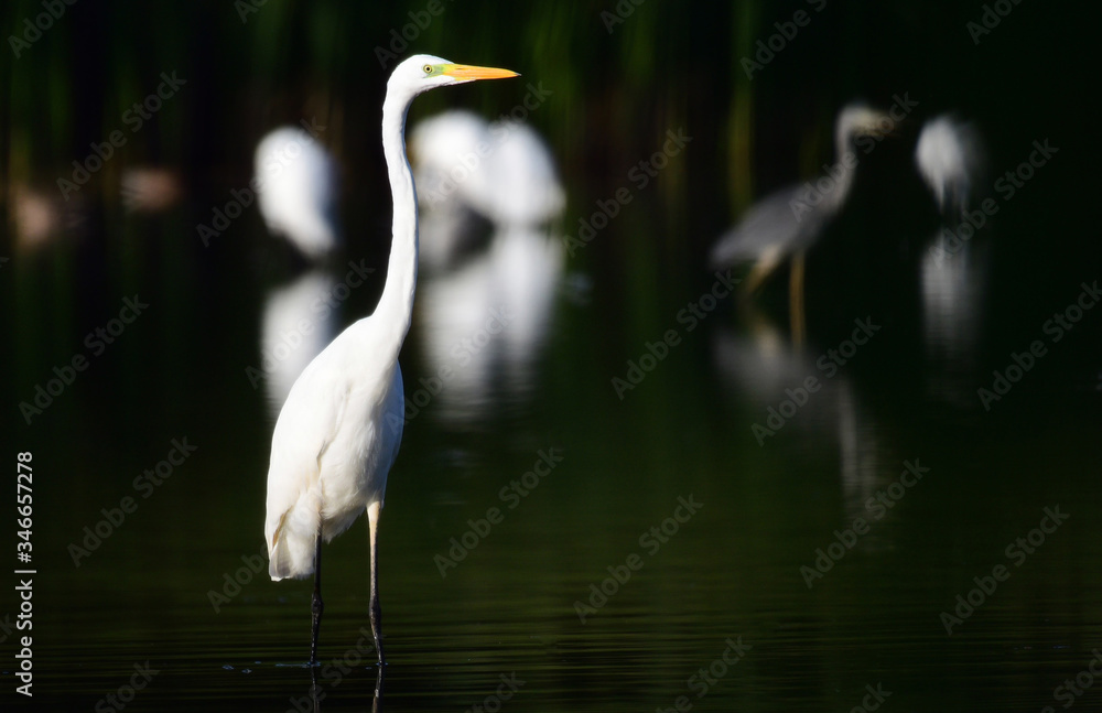 White heron in the pond. Photograph of a white heron in a natural environment. White heron in the pond. Photograph of a white heron in a natural environment.