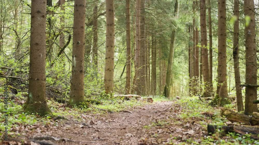 empty pine green forest in the afternoon shot forward flying empty pine green forest in the afternoon shot forward flying