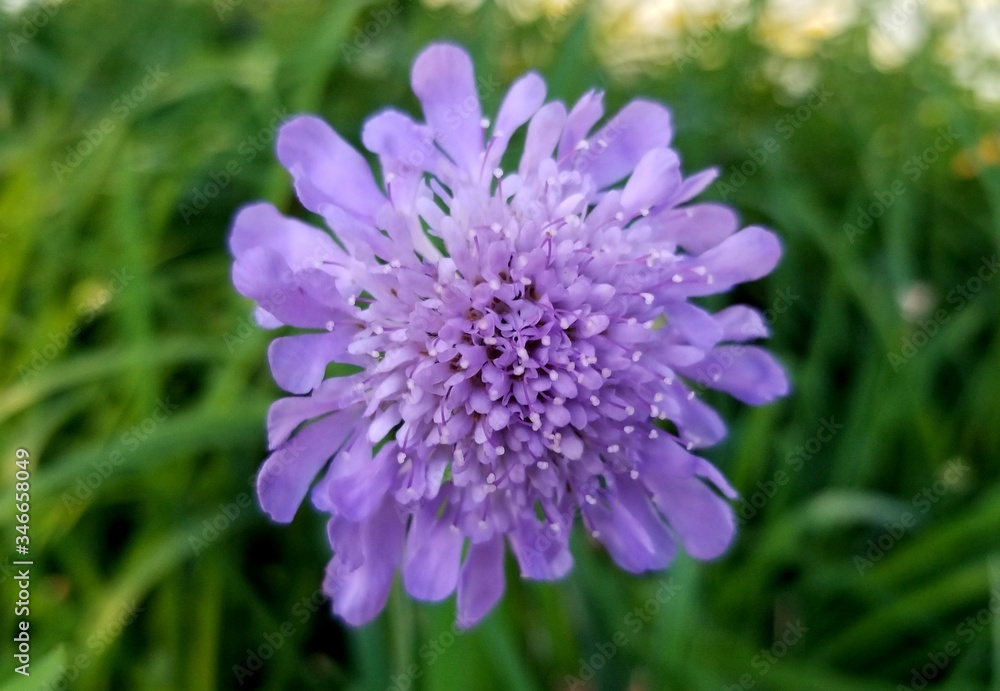 A close up of the Butterfly Blue Pincushion flower A close up of the Butterfly Blue Pincushion flower