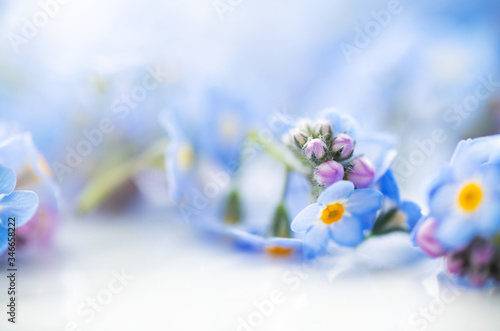Macro Close Up of Adorable Tiny Blue Forget Me Not Flowers on White Background © Anna Hoychuk
