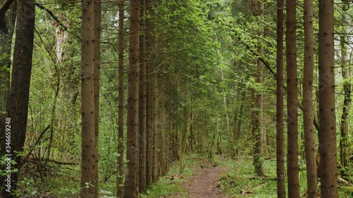 empty pine green forest in the afternoon shot forward flying