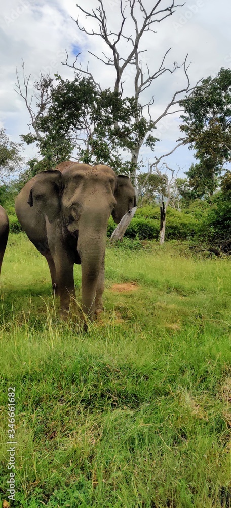 Obraz premium elephant in the river