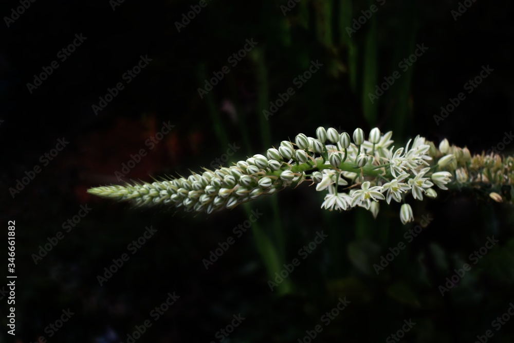 Naklejka premium Close up of a plant