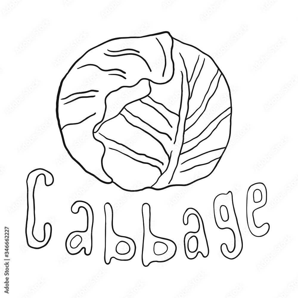 Stylized outline vector cabbage  in black lines isolated illustration. White background, vector. Organic vegetarian product. Cabbage set applicable for restaurant menu or packaging, label, print. - obrazy, fototapety, plakaty 