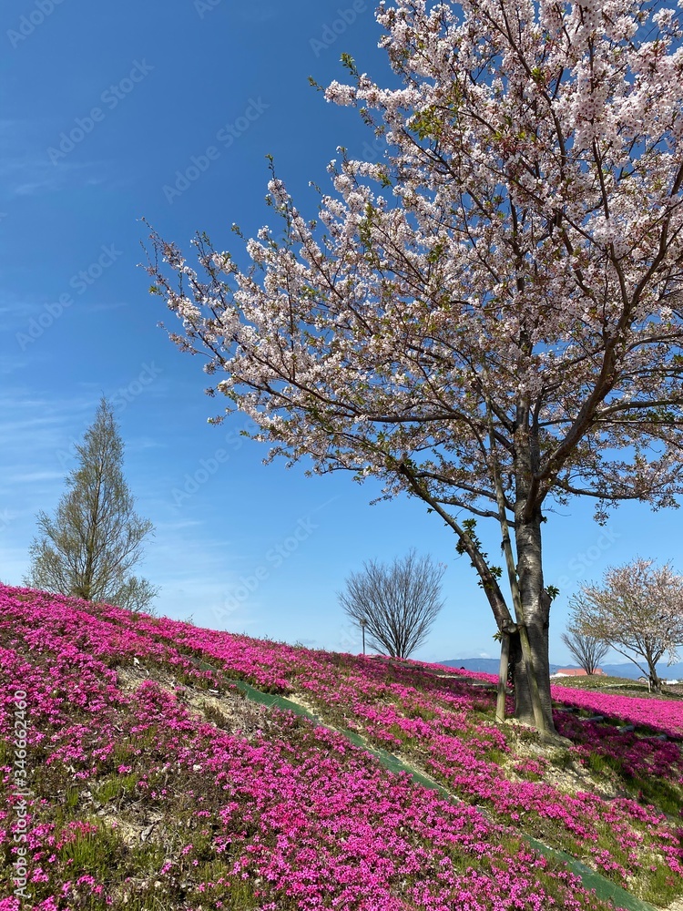 芝桜と桜 春 