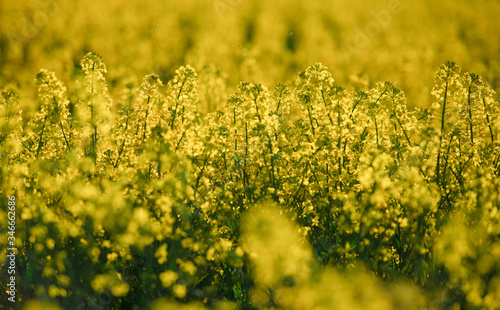 yellow fields, nature, freedom summer may rape