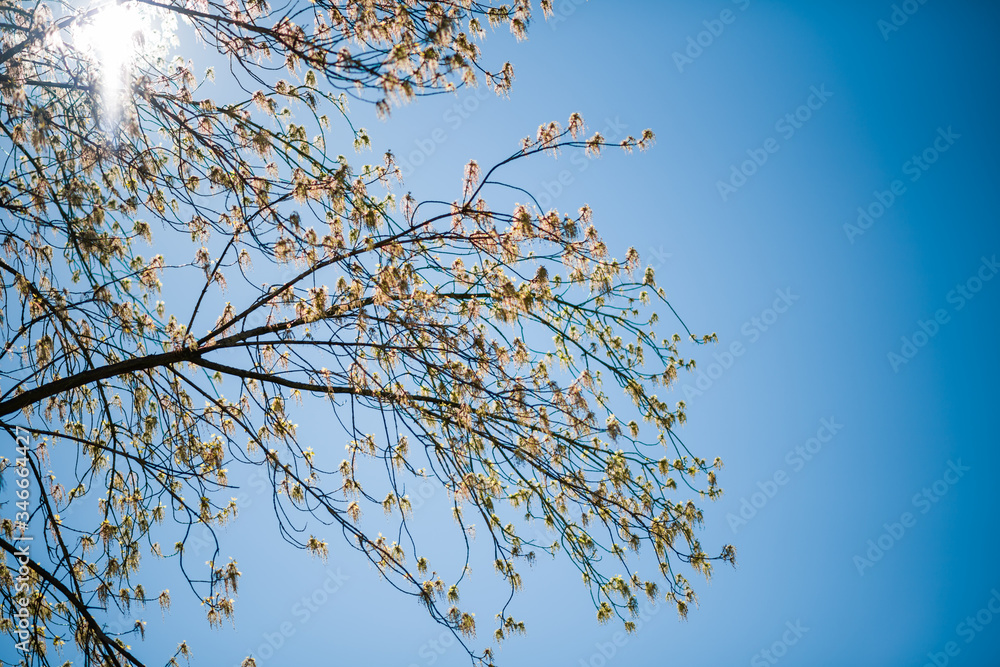 Obraz premium Sunlight flare view through spring tree with beautiful thin buds leaves