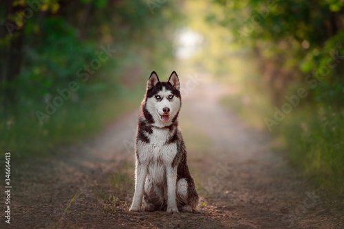 siberian husky dog with blue eyes