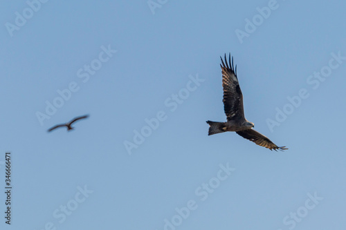 Black kite flying high in the clouds  Milvus migrans 