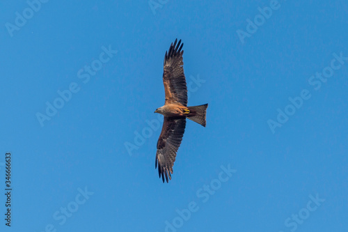 Black kite flying high in the clouds (Milvus migrans)