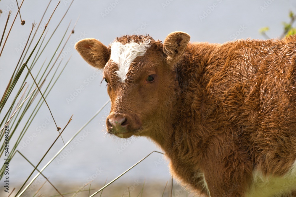 Fototapeta premium cow in the field