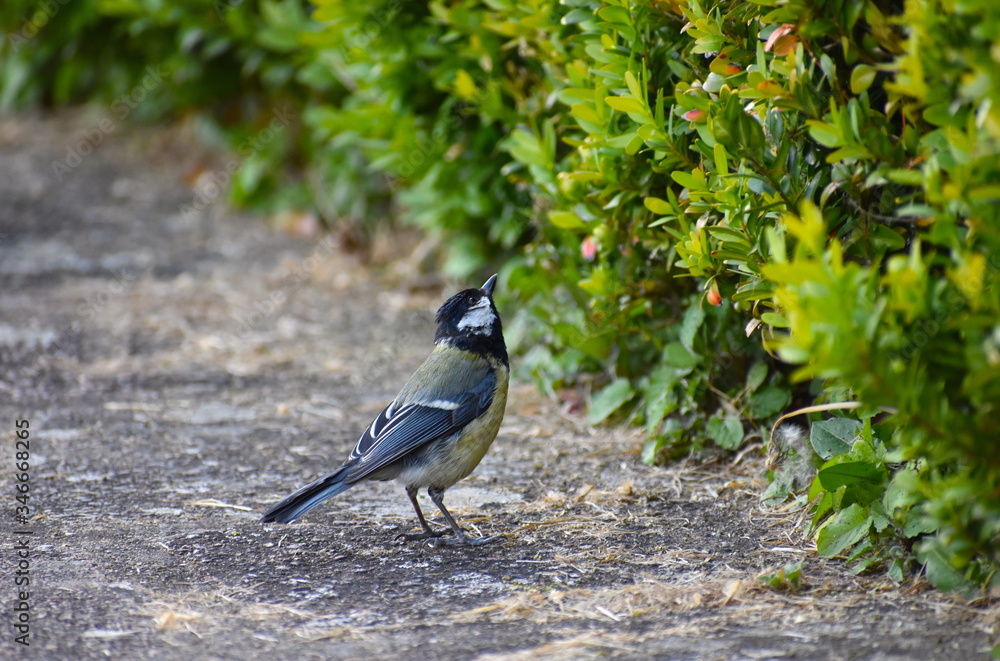 Obraz premium Great tit is larger than blue one. It has white cheeks contrasting its black head and throat continuing as a thick line down the centre of yellow breast Common in woodlands and frequent garden visitor