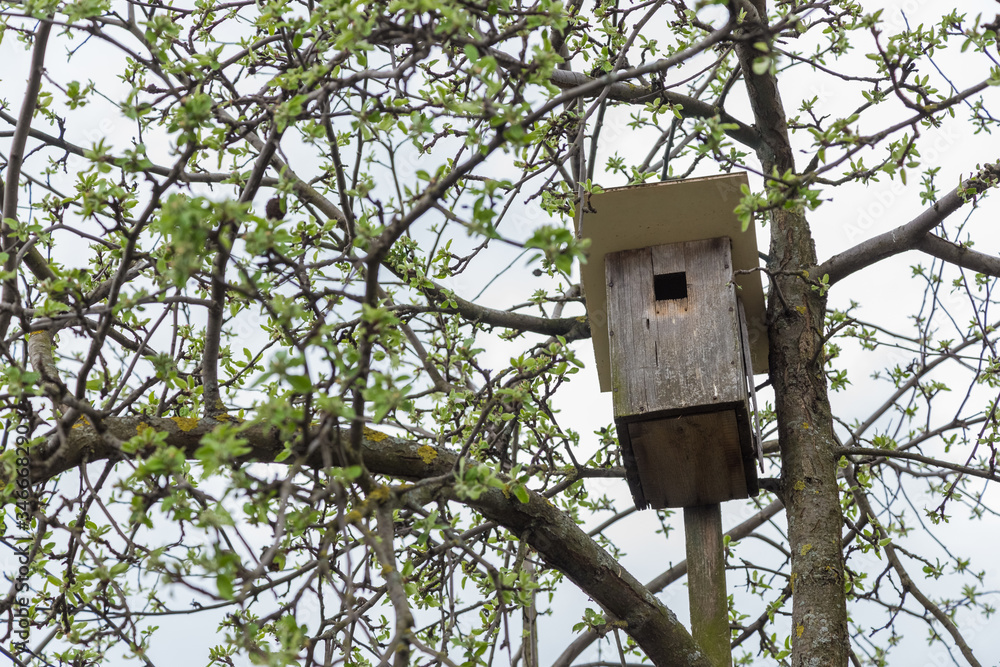 Old birdhouse hanging on a tree