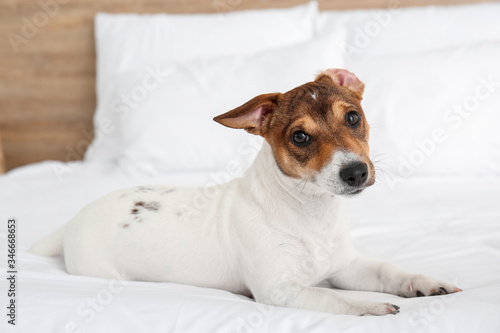 Cute dog on bed in room © Pixel-Shot