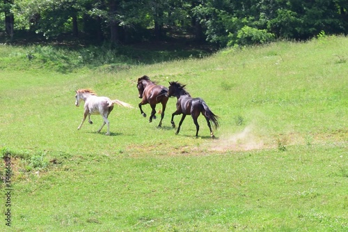 herd of horses running © Spencer