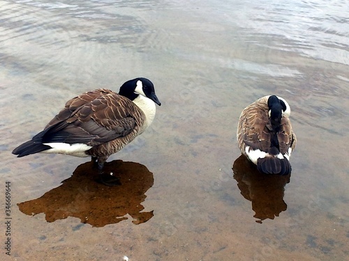 two ducks in the water