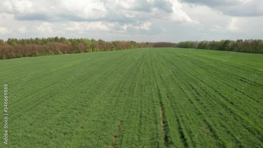 Young green field aerial shot. Green wheat.
Young green field aerial shot. Green wheat.
