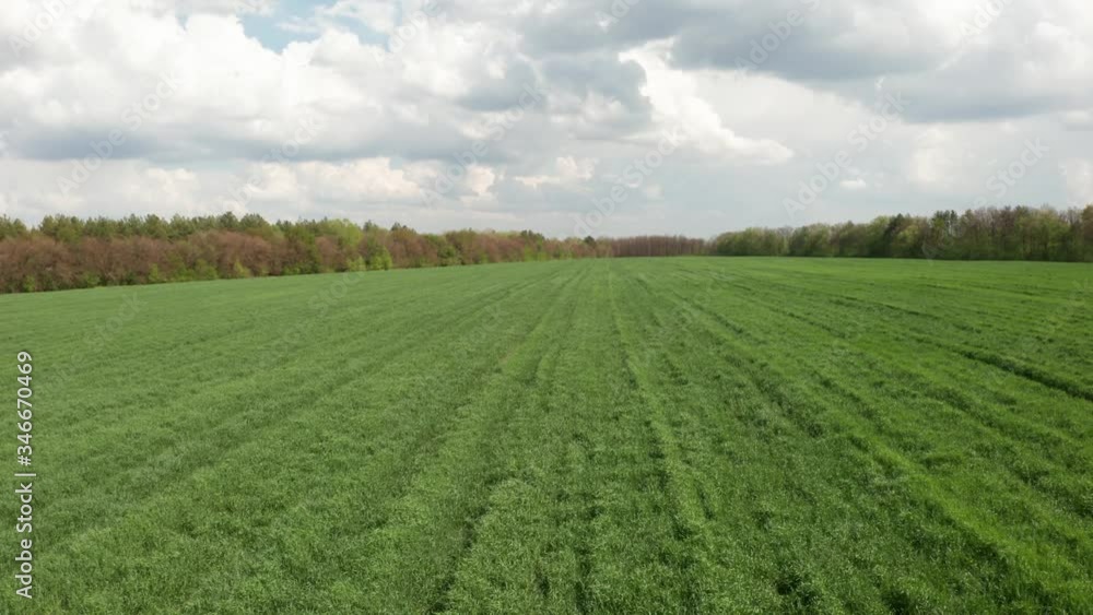 Young green field aerial shot. Green wheat.
Young green field aerial shot. Green wheat.