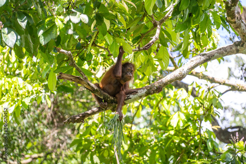 Wild orangutan in rainforest of Borneo  Malaysia. Orangutan mounkey in nature