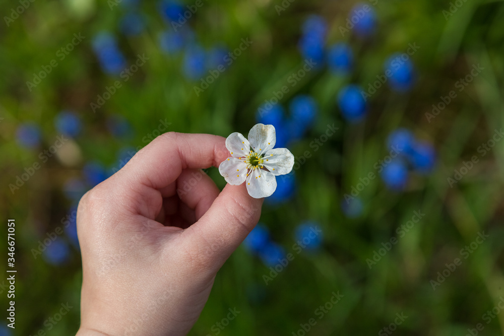Child Hand Holding Apple Blossoms Child Hand Holding Apple Blossoms