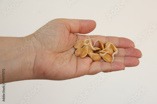 sprouted seed in a female hand, pumpkin sprouts, the concept of seasonal gardening, hobbies, fertility
