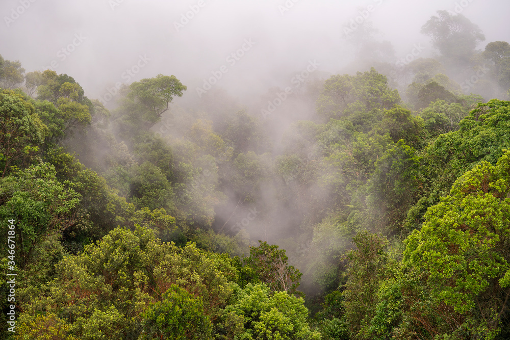 Tropical trees in the jungle forest with the morning fog on a mountain hill near the city of Danang, Vietnam, Asia . Top view