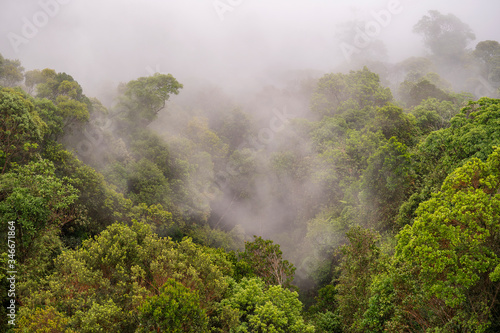 Tropical trees in the jungle forest with the morning fog on a mountain hill near the city of Danang, Vietnam, Asia . Top view © OlegD