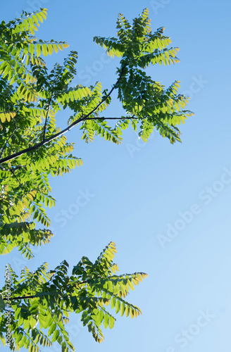 Vertical background with tree and clear sky
