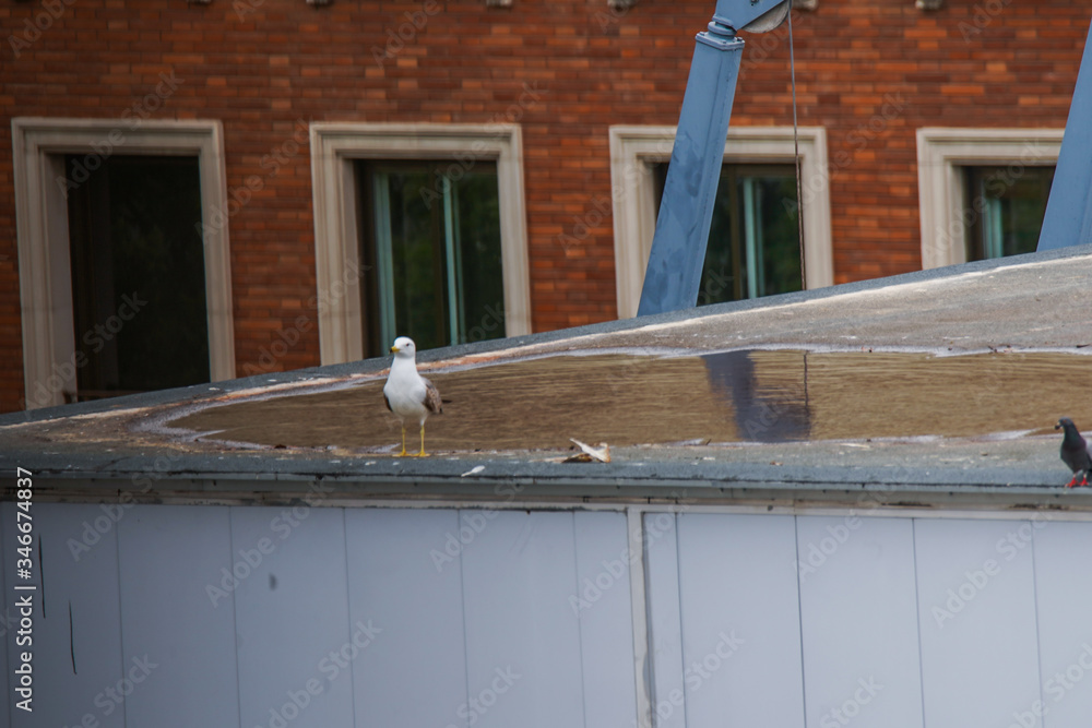 Seagull on top of building during coronavirus pandemic. Barcelona