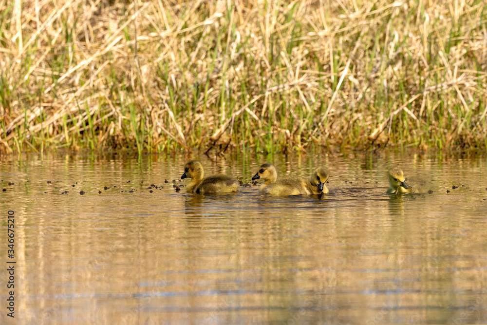 Gosling. Canadian goslings on the water. Natural scene from Wisconsin, USA Gosling. Canadian goslings on the water. Natural scene from Wisconsin, USA