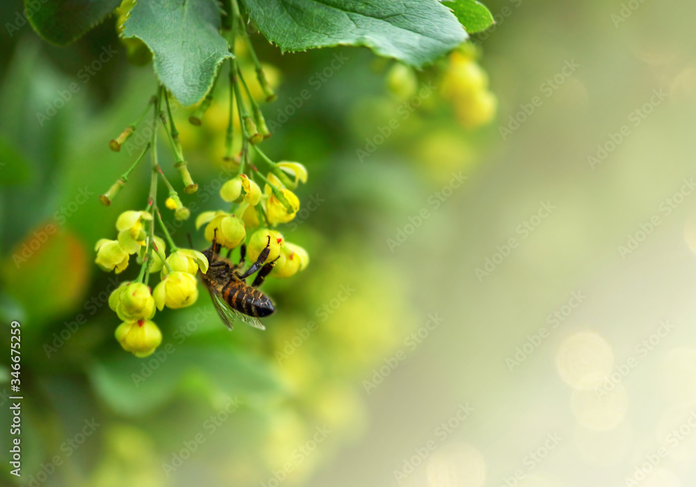 Wild honey bee on the yellow flowers of an barberry (Berberidaceae), on a abstract background. Effect bokeh. World Environment Day. Wild honey bee on the yellow flowers of an barberry (Berberidaceae), on a abstract background. Effect bokeh. World Environment Day.
