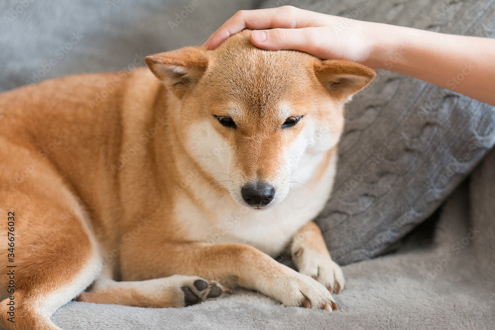 Woman petting cute red Shiba inu dog on grey sofa at home. Close-up. Happy cozy moments of life. Stay at home concept