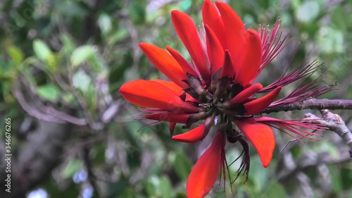 沖縄の公園に咲くデイゴの花